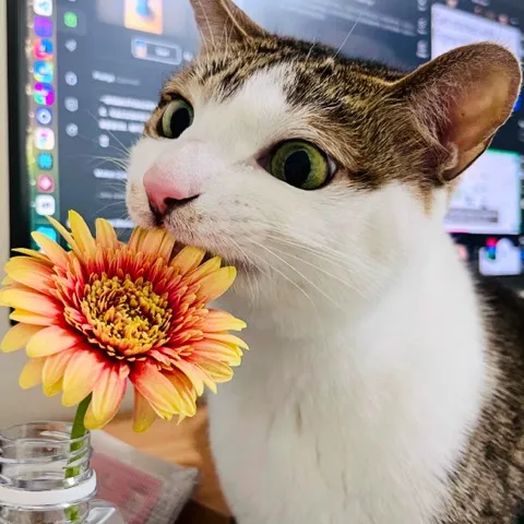 悉悉